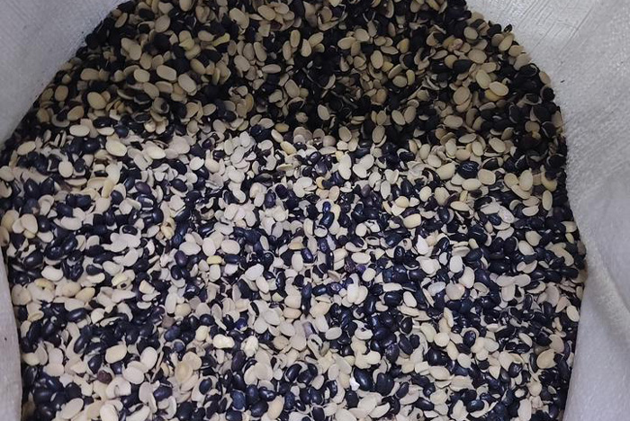 frijol-negro-partido