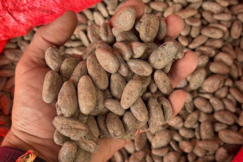 mano con semillas de cacao