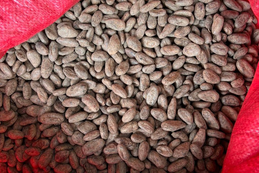 Semillas de cacao Guatemala