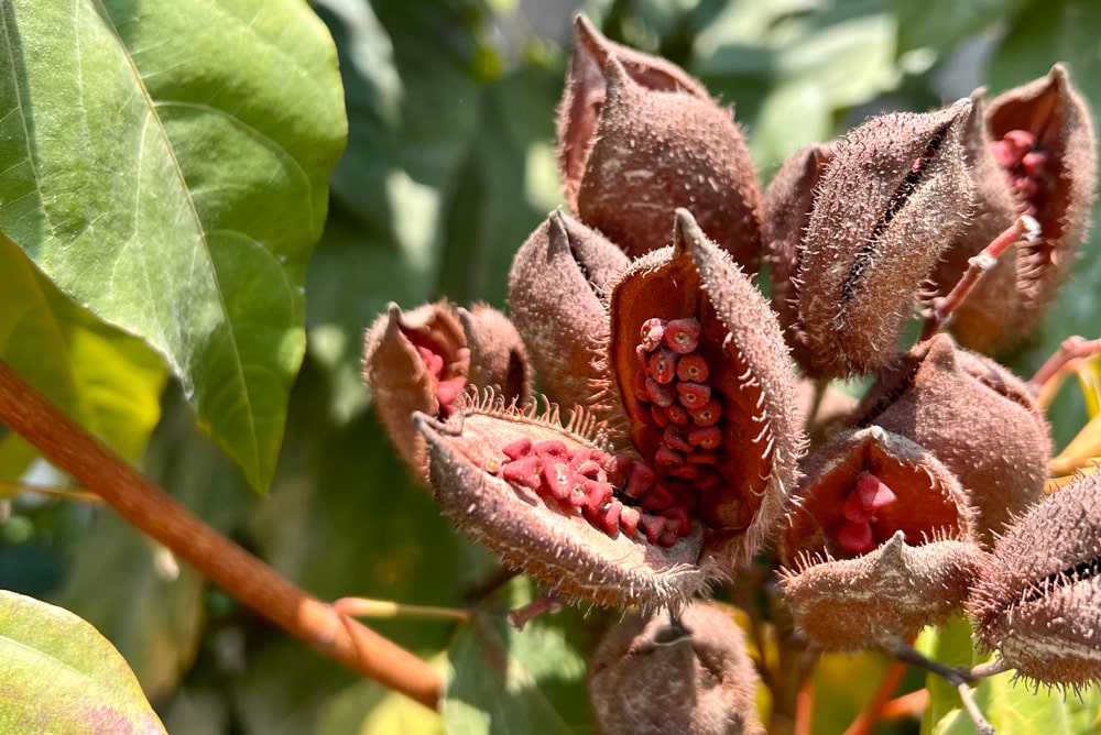 Planta de achiote