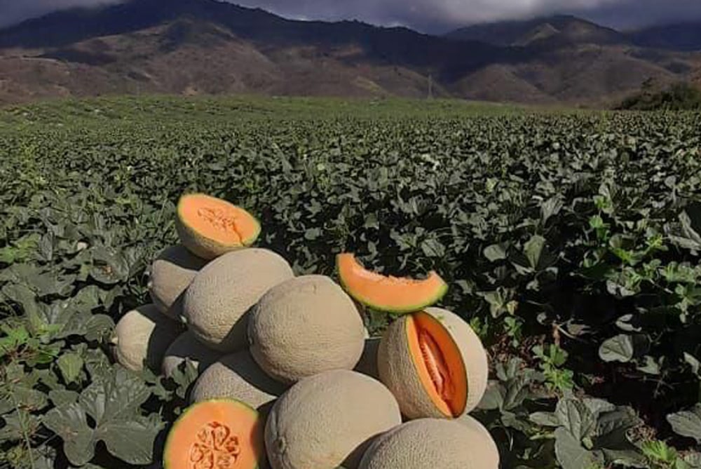 Campo con siembra de melón en Guatemala