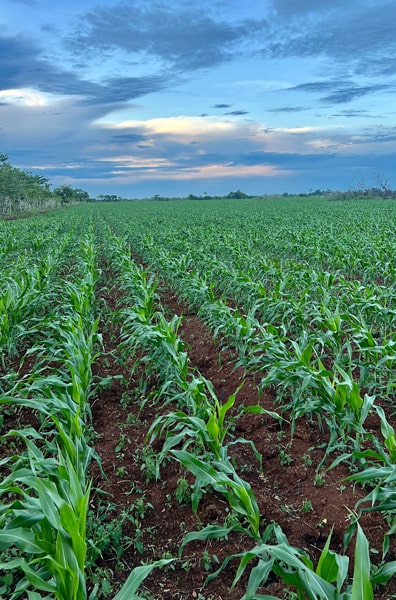 Terreno con siembra de maíz